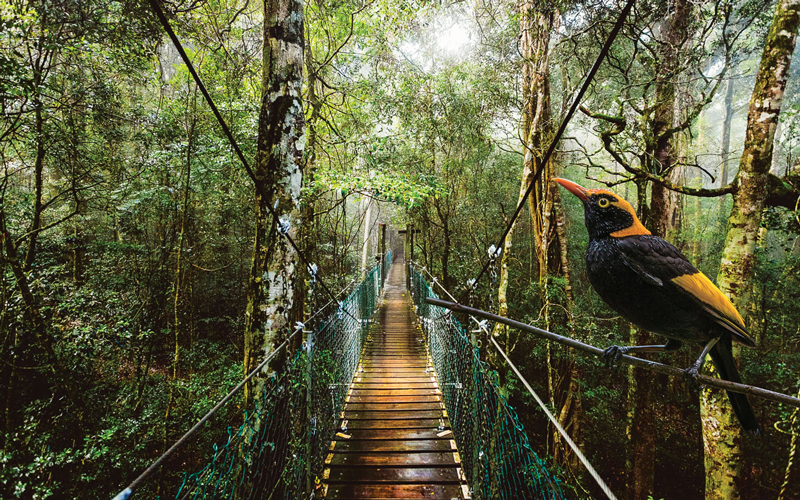 Suspension bridge at O'Reilly's Lamington National Park near Gold Coast with a striking black and yellow bird perched on the rail.