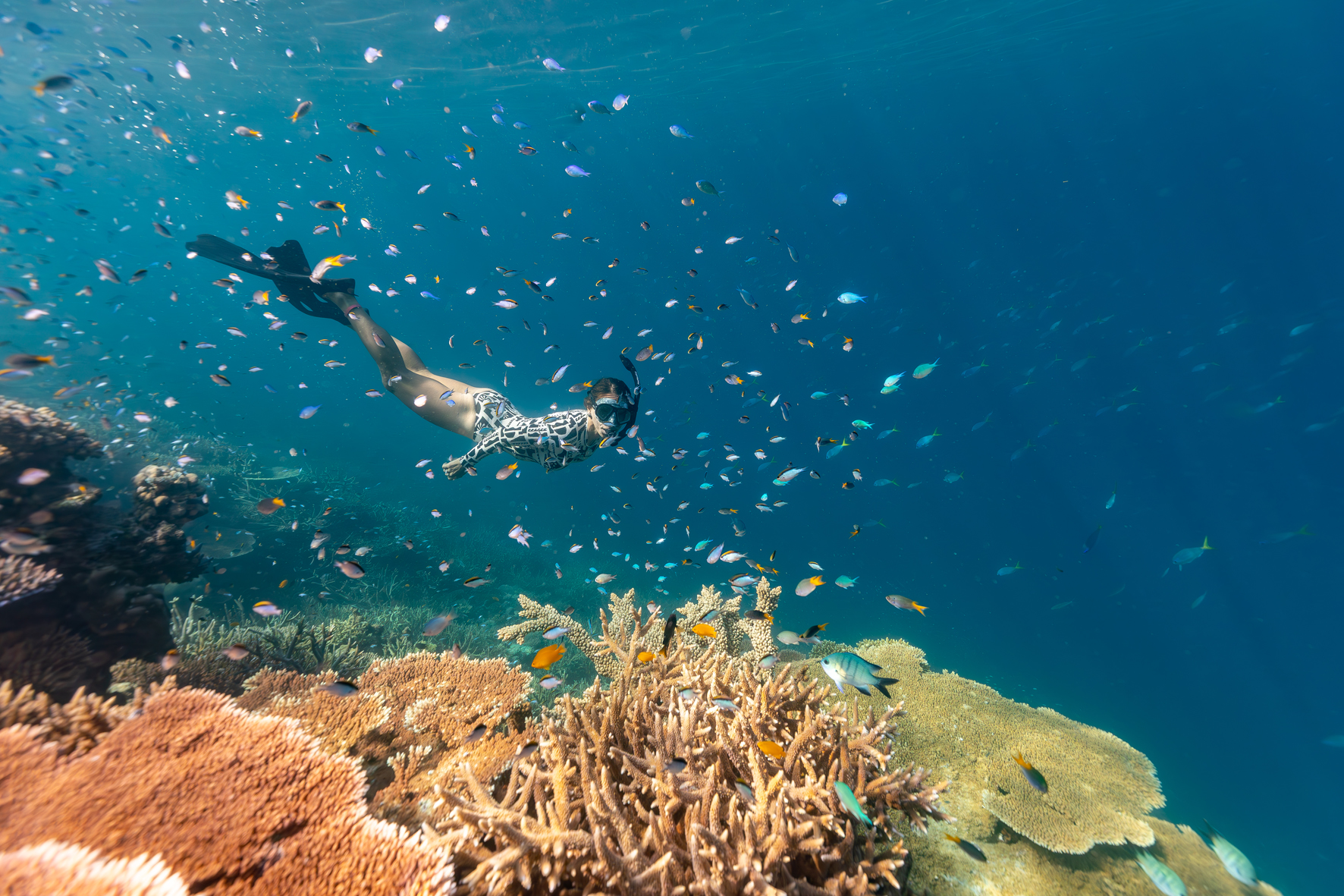 Experience a Wild Cat 1 Day Outer Reef Snorkel Adventure as you swim among vibrant coral reefs and colourful tropical fish.