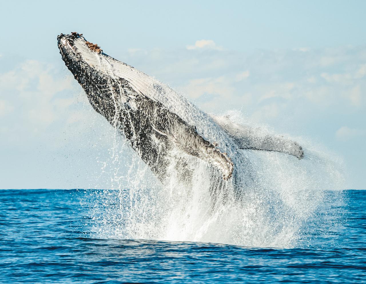 A majestic humpback whale leaps from the sparkling sea, breaching with a massive splash on a sunny whale watching tour.