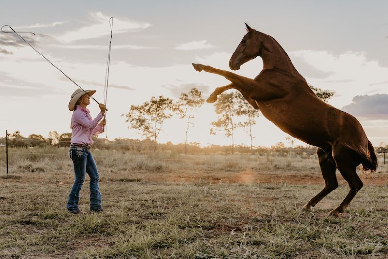A cowboy in a hat expertly trains a rearing horse at sunset during an action-packed, 2 Hour Outback Show experience.