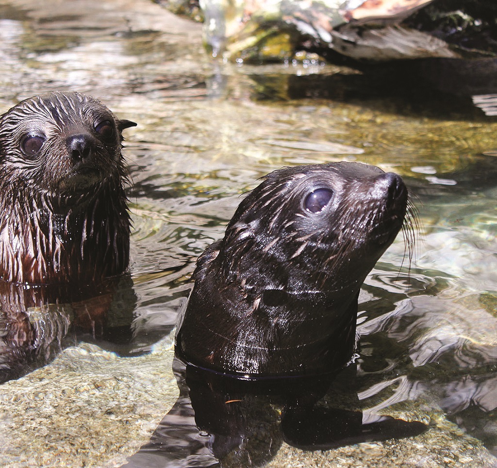 6509e577b3989_2138_atk-seal-swim-cropped-sml