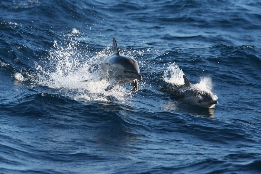 Experience the thrill of seeing two dolphins leaping and swimming on a Port Stephens Dolphin Watching Colourful Collective Travel tour.