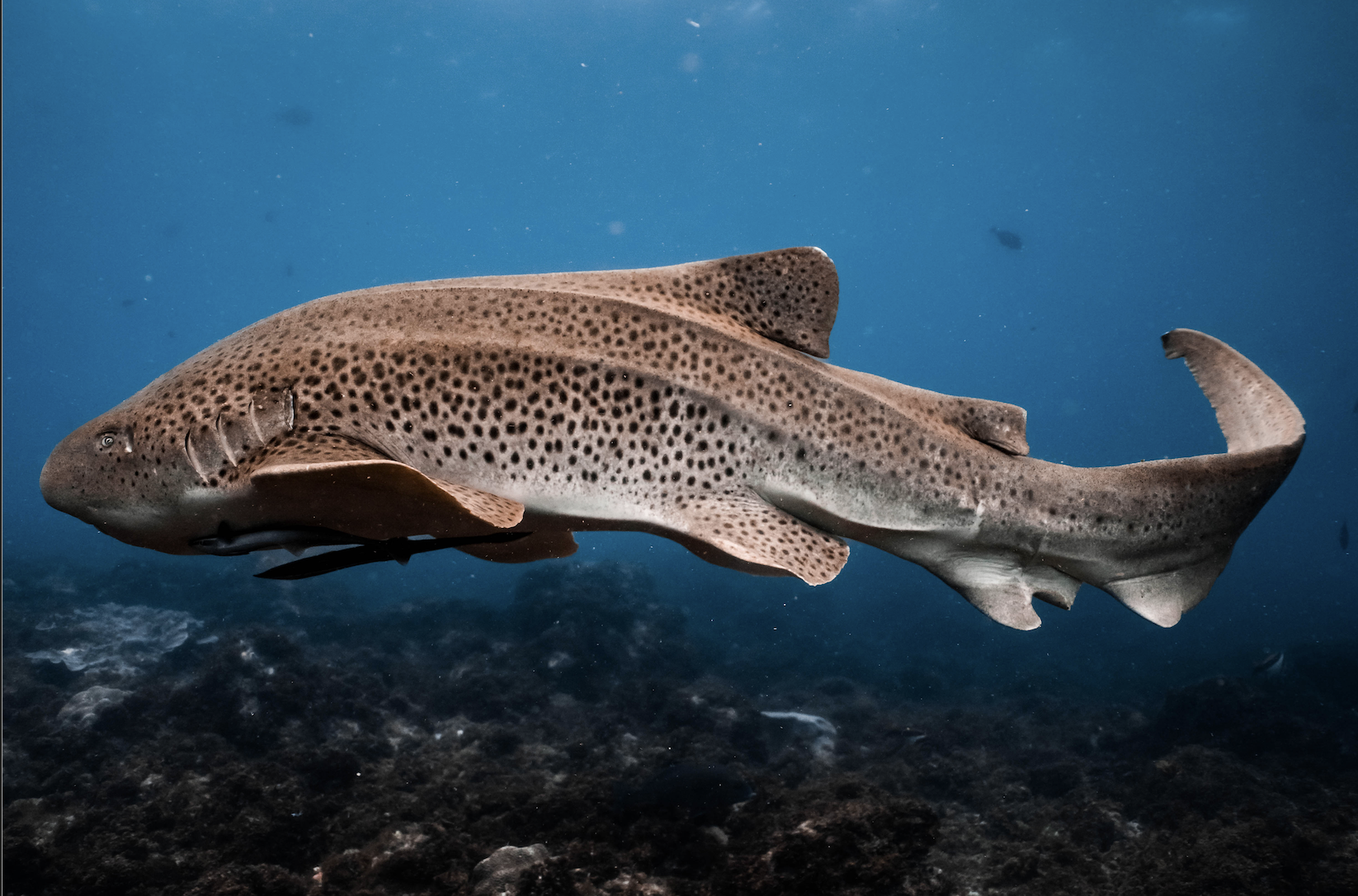 65bc3a057db09_4076_screenshot-2023-10-17-at-35226-pm-1