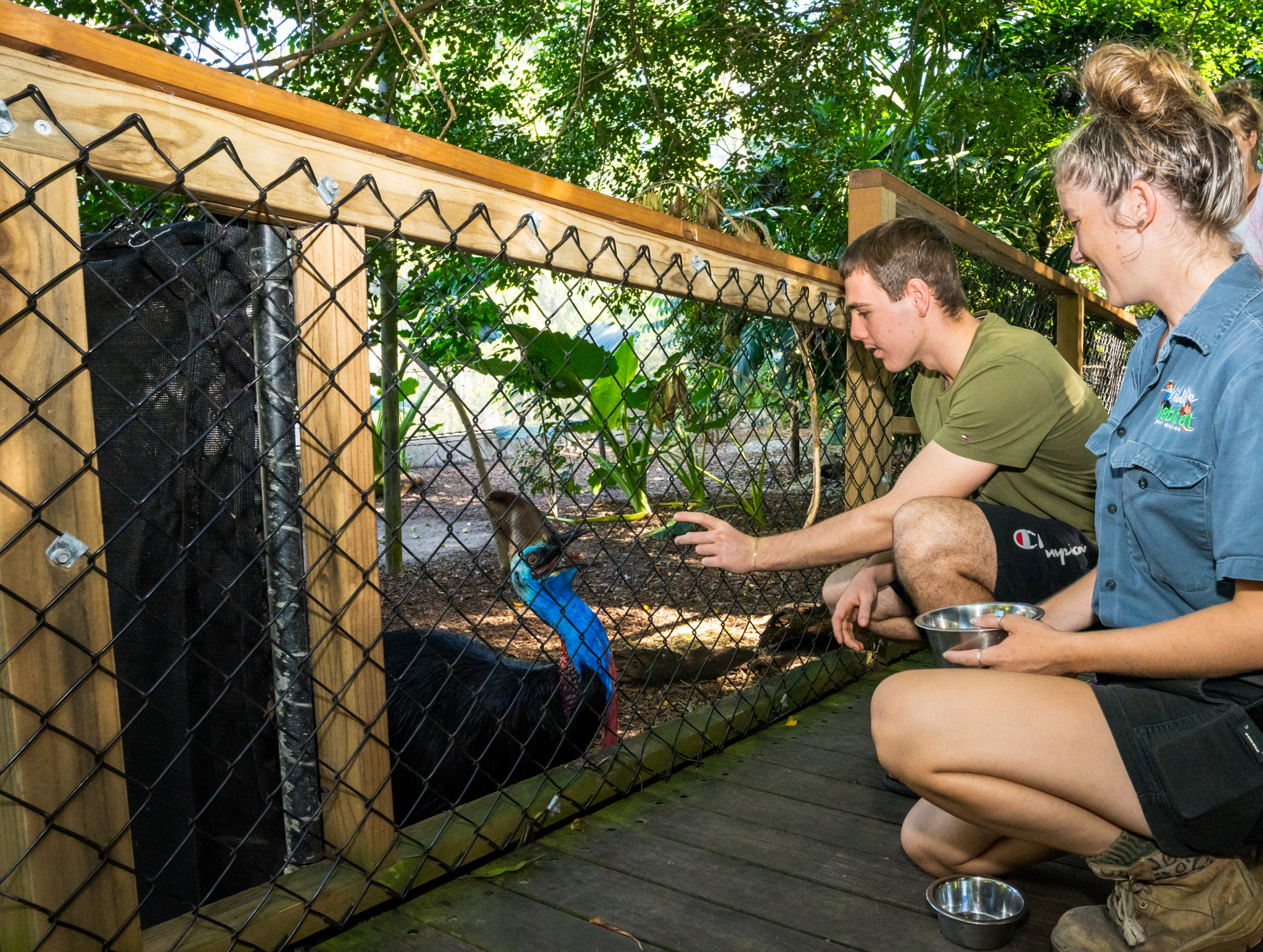 Two people crouch by a fenced enclosure, up close with a cassowary on the Mossman Daintree Wildlife Tour in tropical Queensland.