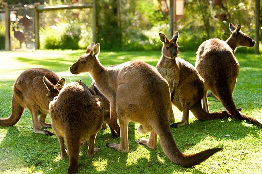 Multiple kangaroos grazing on lush green grass at Healesville Wildlife Sanctuary, framed by sunlit trees and wooden fences in the background.