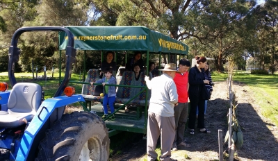 Visitors experience the Rayners Orchard Tour 4, standing on a tractor-pulled trailer surrounded by vibrant orchard trees and greenery.