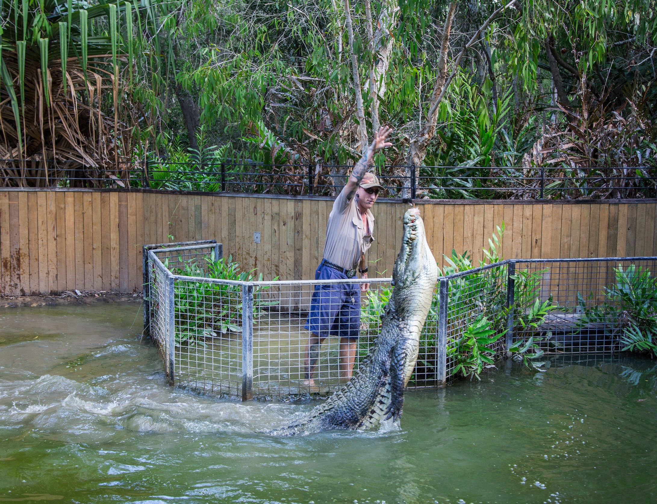 Visitor feeding a massive upright crocodile inside a secure enclosure at Hartleys Crocodile Adventures Half-Day tour experience.