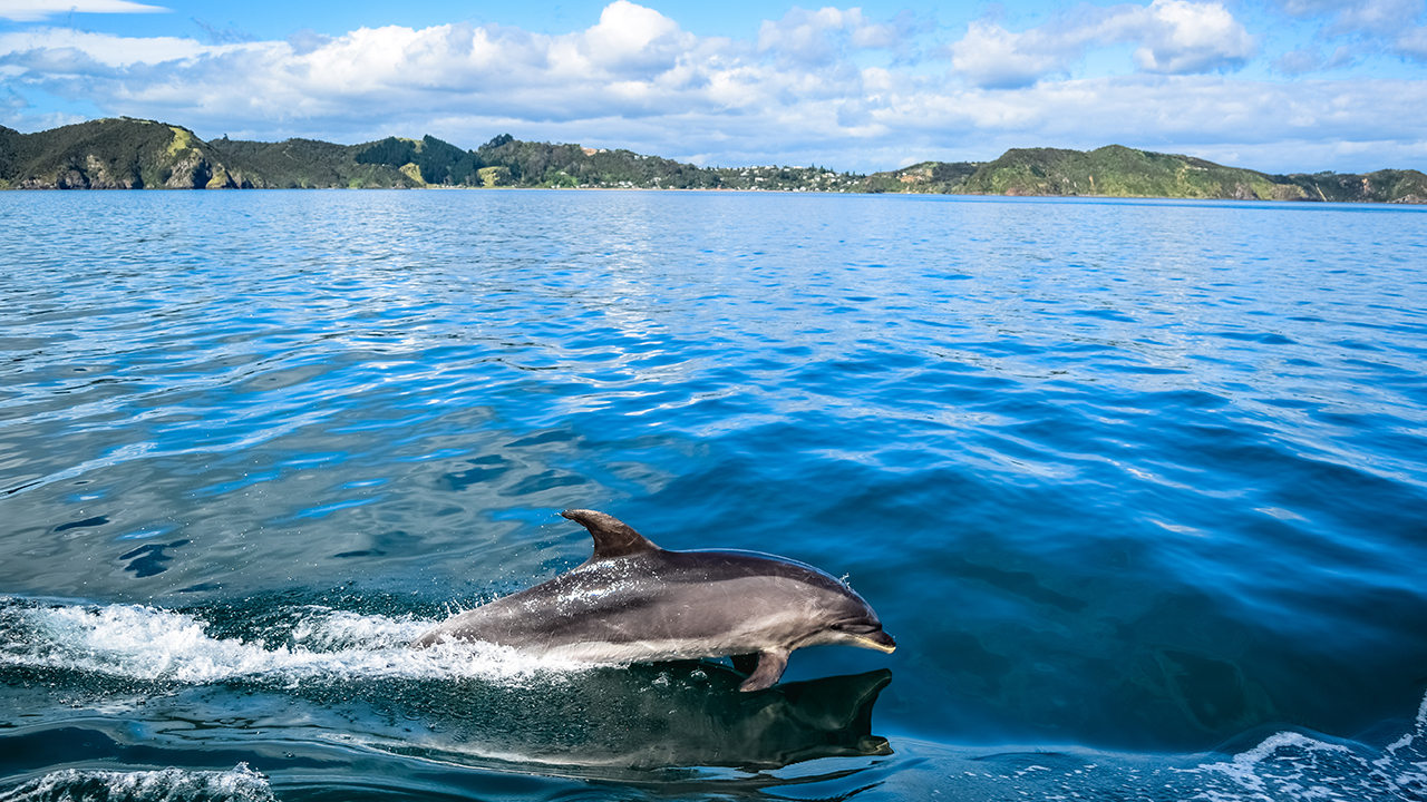 Dolphin swimming near the surface on a Bay of Islands tour with scenic green hills and dramatic clouds in the background.