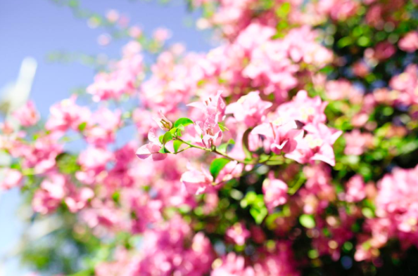 Cycle New Farm Park for some feel-good exercise and photo-ops