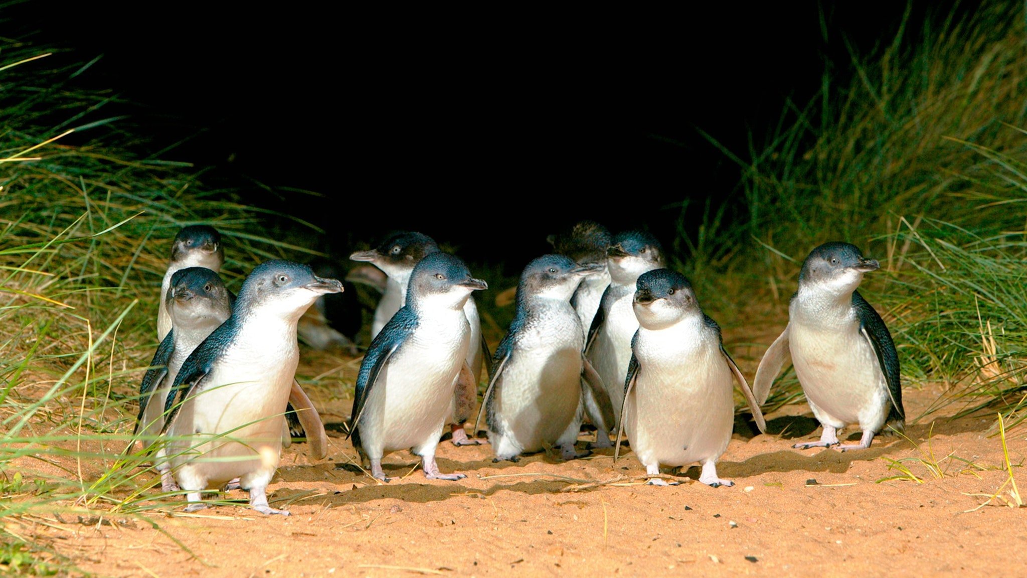 Phillip Island penguins