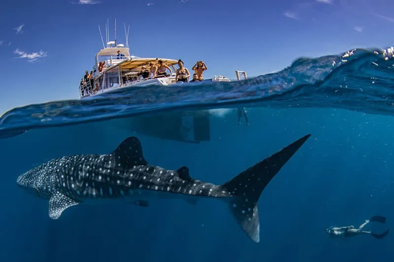 Whaleshark in the ocean near boat with snorkelers nearby. Part of a Ningaloo reef swimming with Whalesharks tour